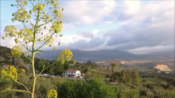 Vad Édeskömény Mint Növény Vad Édeskömény Mint Növény Kilátással Andalúziai — Stock videók