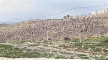 Kışın incir ağaçları. Endülüs çiftliğindeki tepede yapraksız incir ağaçları.