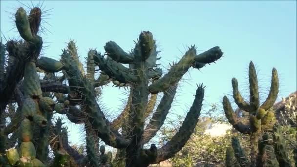 Cholla Kaktus Zimním Slunci Detailní Záběr Paže Páteře Kaktusu Cholla — Stock video