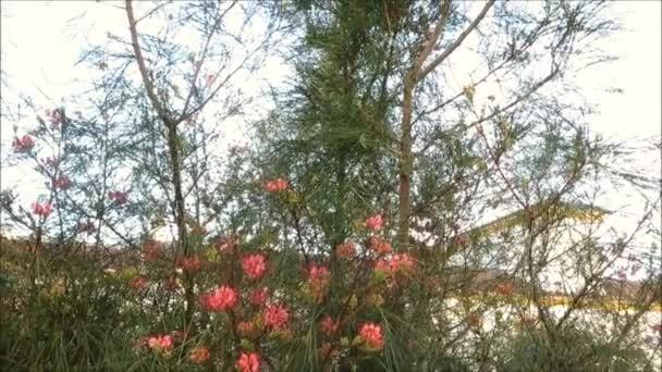 Όμορφα Ντελικάτα Λουλούδια Στον Θάμνο Γκρεβίλ Ροζ Κόκκινο Λουλούδι Της — Αρχείο Βίντεο