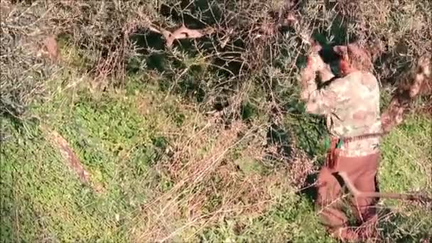 Алора Испания Февраля 2019 Года Мужчина Обрезает Оливковое Дерево Помощью — стоковое видео