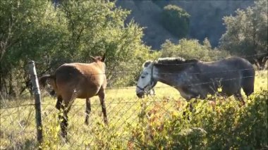 Olive Grove 'daki atlar. Endülüs köyünün dışındaki çitlerin arkasında gri ve kuş beyinli at Mayıs sabahı