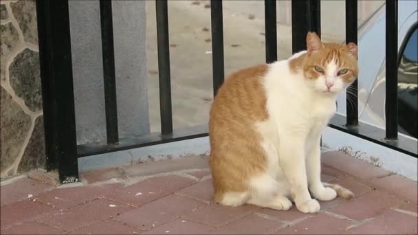 Γάτα Στο Βήμα Ισπανικό Τζίντζερ Και Λευκή Γάτα Απολαμβάνοντας Τον — Αρχείο Βίντεο