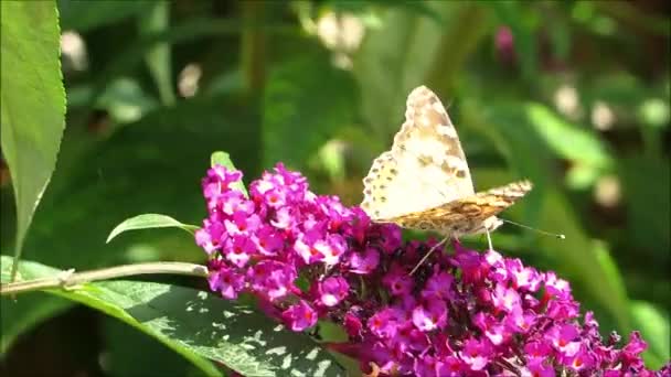 Nahaufnahme Eines Schmetterlings Der Sich Von Einer Lila Buddleia Blume — Stockvideo