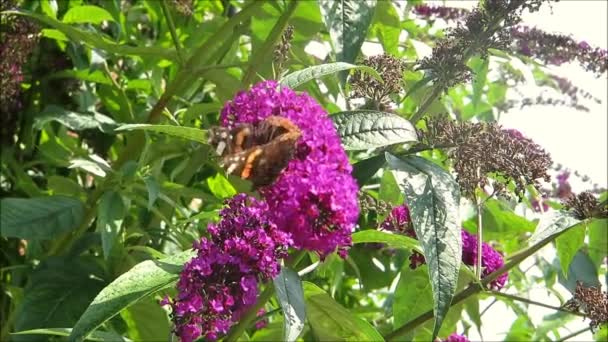 Closeup Butterfly Feeding Lilac Buddleia Flower Στα Αγγλικά Κήπο — Αρχείο Βίντεο