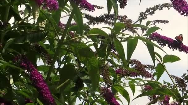 Closeup Butterfly Feeding Lilac Buddleia Flower Στα Αγγλικά Κήπο — Αρχείο Βίντεο