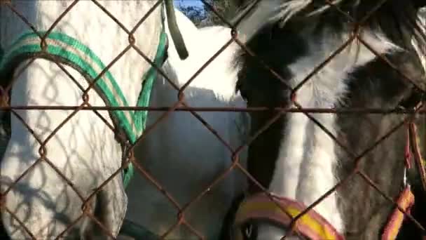 橄榄林的马 五月初照在安达卢西亚村外篱笆后面的灰马和白马 — 图库视频影像
