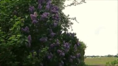 Rüzgarda esen çiçek açan leylak çalısı. Danimarka 'nın güneyinde rüzgarda esen çiçek açan leylak çalısı.