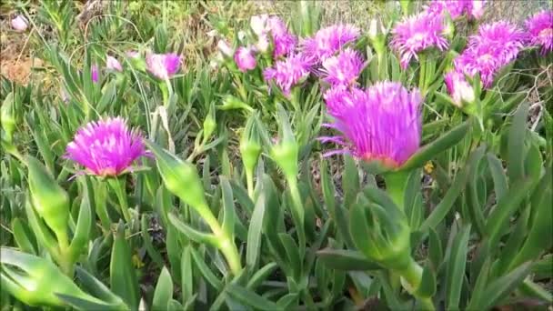 Šťavnatý Ledový Květ Nábřeží Andaluské Vesnici — Stock video