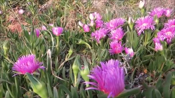 Šťavnatý Ledový Květ Nábřeží Andaluské Vesnici — Stock video