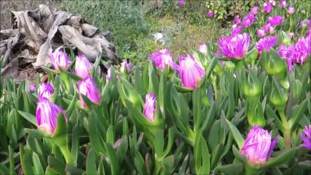 アンダルシアの村の堤防上の豊かな氷の花 — ストック動画