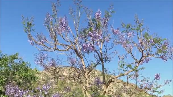 ロックを背景にアンダルシア地方のジャカランダの木の青い花 — ストック動画