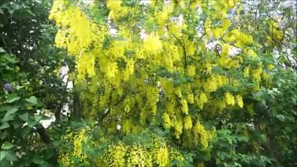 Žlutý Kvetoucí Laburnum Šeříkový Keř Jižním Dánsku — Stock video