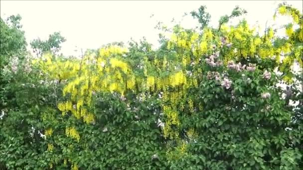 Gele Bloeiende Laburnum Lila Struik Zuid Denemarken Heg — Stockvideo