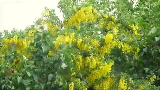 Gele Bloeiende Laburnum Lila Struik Zuid Denemarken Heg — Stockvideo