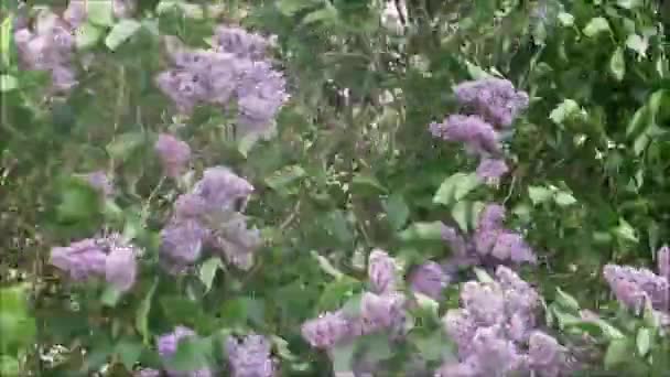 Înflorire Liliac Arbust Suflare Vânt Înflorire Liliac Arbust Suflă Vânt — Videoclip de stoc