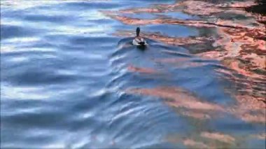 Güney Danimarka 'daki güneşli körfezde tek bir yaban ördeği dolaşıyor. Güney Danimarka 'da güneşli körfezde tek bir yaban ördeği dolaşıyor.