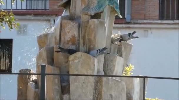Alora Ισπανία Σεπτεμβρίου 2019 Pigeons Bathing Cleaning Village Plaza Fountain — Αρχείο Βίντεο