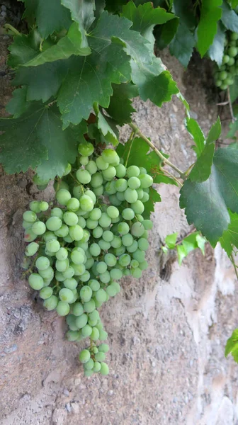 Велике Скупчення Зеленого Винограду Бетонній Стіні Селі Андалусія — стокове фото