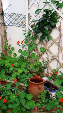 Çardakta Nasturtium bulunan Endülüs bahçe