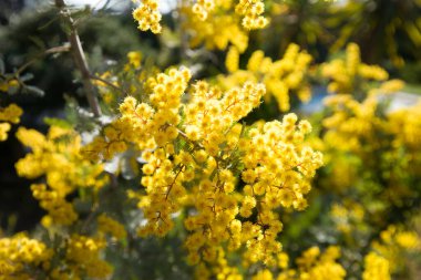 Akasya (Mimosa) Baileyana Purpurea güneş ışınıyla çiçek açıyor.