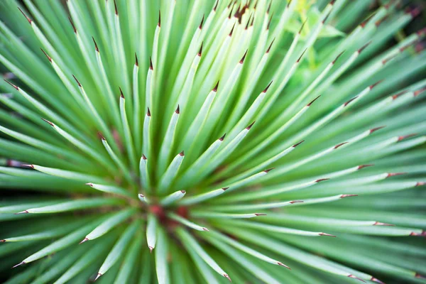 Крупный План Agave Stricta Thorns — стоковое фото