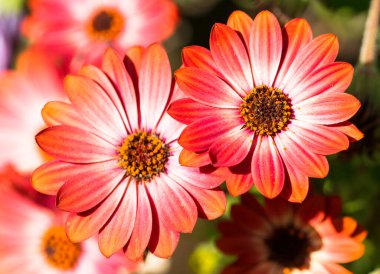 Turuncu Afrika Papatyaları (Osteospermum) baharda çiçek açarlar