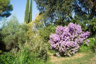 Langman 'ın adaçayı (Löcophyllum langmanae), Ağustos' ta Fransız Rivierası 'ndaki bir bahçede çiçek açtı..