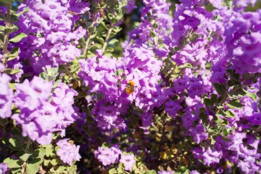 Langman 'ın adaçayı (Löcophyllum langmanae) ağustosta çiçek açmış, yakın plan.