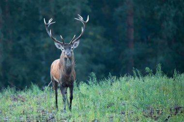 Rut Bull geyiği Cervus elaphus