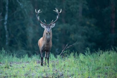 Rut Bull geyiği Cervus elaphus
