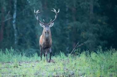 Rut Bull geyiği Cervus elaphus