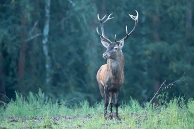 Rut Bull geyiği Cervus elaphus