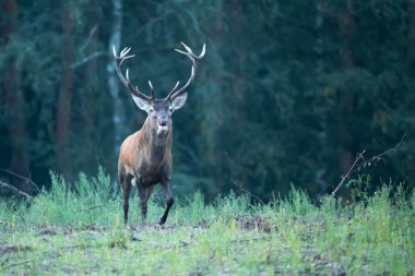 Rut Bull geyiği Cervus elaphus