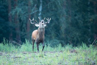 Rut Bull geyiği Cervus elaphus