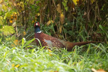 Yaygın Sülün, Sülün (Phasianus colchicus)