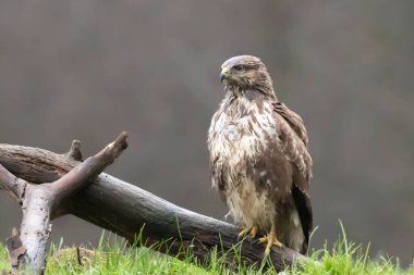 ortak Şahin buteo buteo