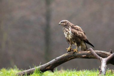 ortak Şahin buteo buteo