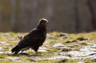 ortak Şahin buteo buteo