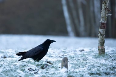 ortak kuzgun, kuzgun, corvus corax