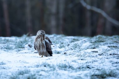 ortak Şahin buteo buteo