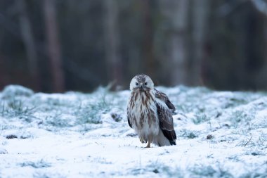 ortak Şahin buteo buteo