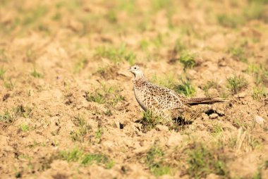 Ortak sülün, sülün, Phasianus colchicus