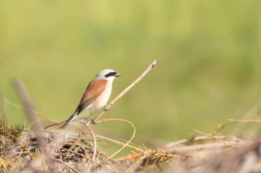 Büyük Kızıl Örümcekkuşu, Lanius Excubitor