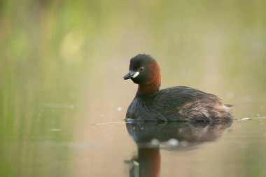 Yaygın yunus, Taşibaptus ruficollis grebe