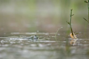 Bull Frog, Bull Frog, Lithobates catesbeianus, Rana catesbeiana