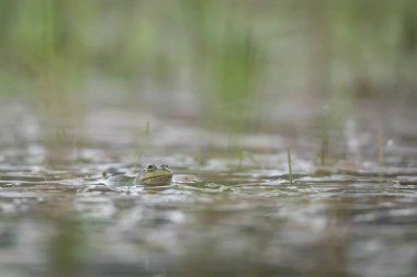 Bull Frog, Bull Frog, Lithobates catesbeianus, Rana catesbeiana