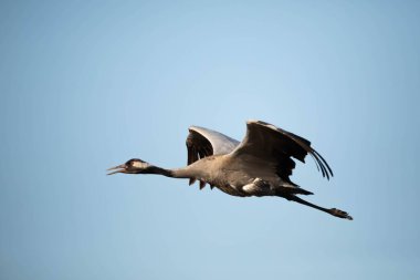 Turnalar, turnalar, turnalar, Gruidae