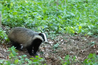 Badger Avrupalı porsuğu ezdi