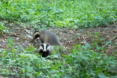 Badger Avrupalı porsuğu ezdi